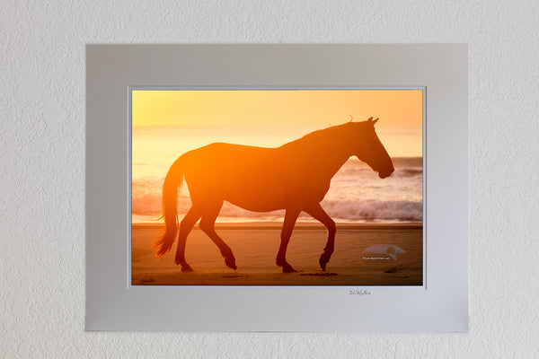 13 x 19 luster print in 18 x 24 ivory ￼￼mat of Wild horse trotting down the beach, silhouetted on the beach in front of surf at sunrise in Carova Beach, NC on the Outer Banks.