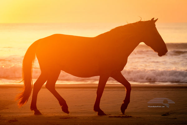 Wild horse trotting down the beach, silhouetted on the beach in front of surf at sunrise in Carova Beach, NC on the Outer Banks.