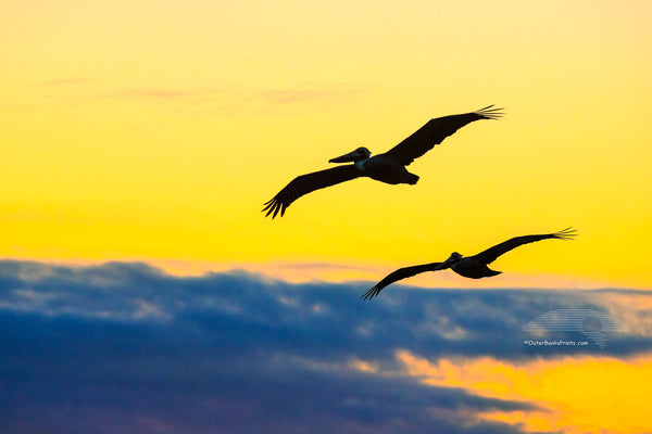 Two pelicans silhouetted, flying through a colorful sunrise sky on the Outer Banks of North Carolina.