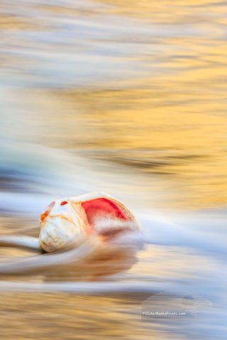 Whelk shell in the surf at sunrise at a Outer Banks beach.