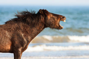 Wild stallion on the beach calling for a mate on the Outer Banks of North Carolina.