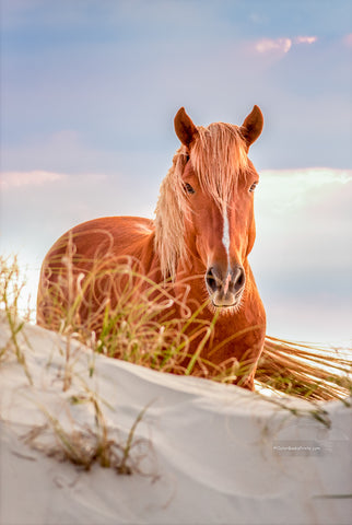 Wild horse on top of sandune in Carova Beach on the Outer Banks of North Carolina.
