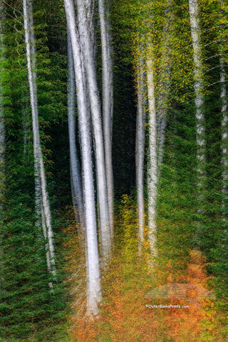 This photo was not taking on the Outer Banks.  It is a multiple exposure of aspen trees and pine trees captured in the White Mountains of New Hampshire.