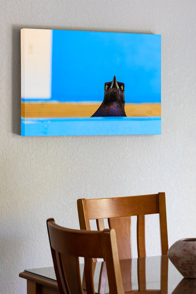 20"x30" x1.5" stretched canvas print hanging in the dining room of A Boat Tailed Grackle at a shopping center in Corolla on the Outer Banks of NC.