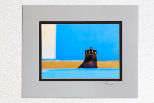 5 x 7 luster prints in a 8 x 10 ivory and black double mat of  A Boat Tailed Grackle at a shopping center in Corolla on the Outer Banks of NC.