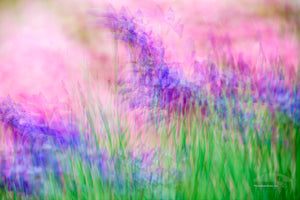 Multiple exposures of purple irises and pink azaleas leaves the viewer with an impression of a flower garden.