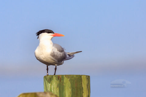 Royal Tern on a dock in Duck on the Outer Banks of NC.